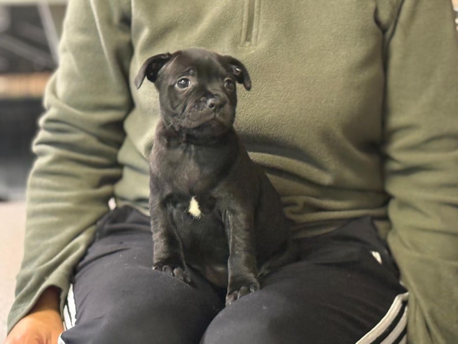Staffordshire Bull Terrier femela