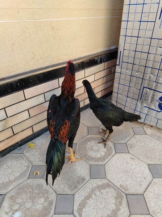 Тоза ветнам зотлар сотилади