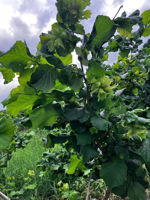 Лешници от нашата градина реколта 2025г.100%чист и натурален продукт