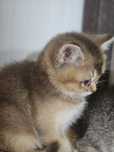 British shorthair golden chinchilla