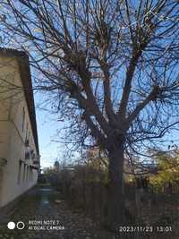 Дерево орех в Ташкенте Юнус-Абадский район