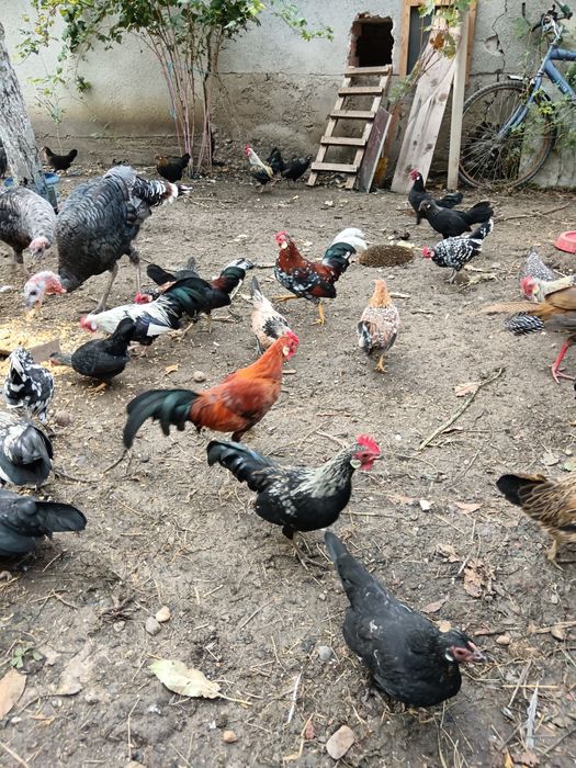 Vând găini pitice și curci