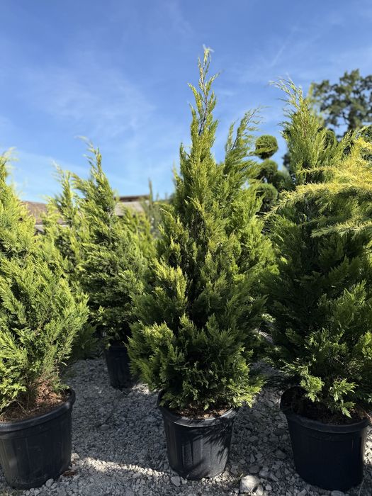 Vand leylandii/leylandii gold calitate extra diferite dimensiuni