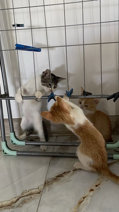 Котенки 3 месяца