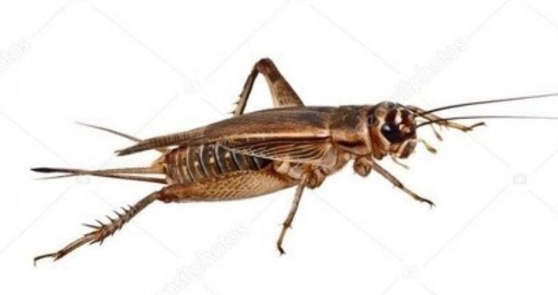 Сверчки банановые. Живой корм.