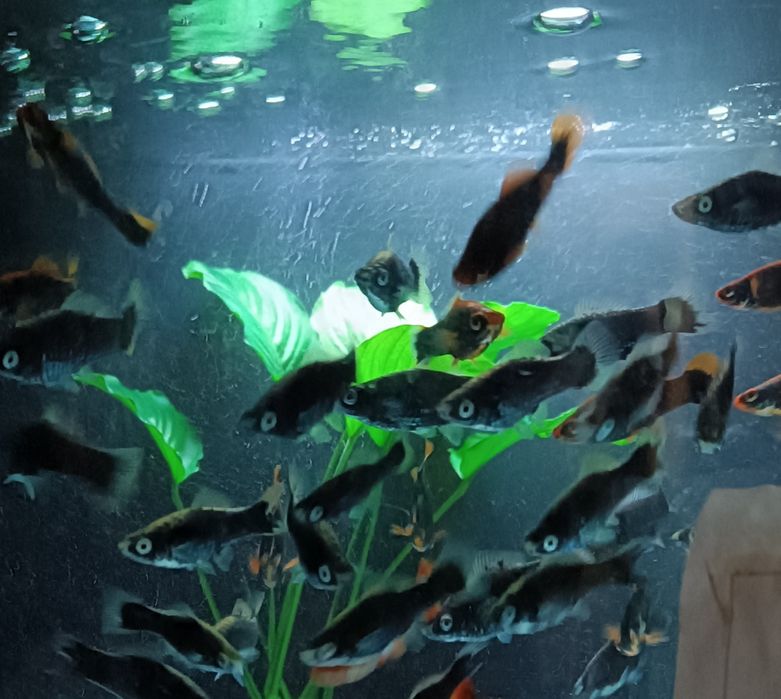 Мечиносцы чёрные, Мечиносцы красные, Моллинезии, Гуппи, Анциструсы.