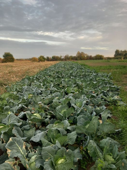 PRODUCATOR  vând varza de BALESTI  LICURISCA  din CAMP sau  din curte