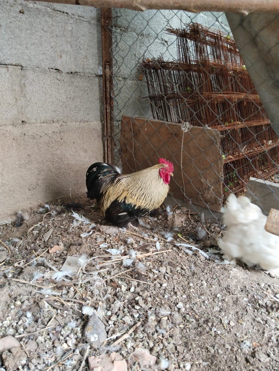 Продам карликовых курей