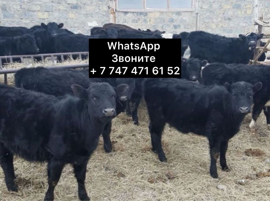 Продам бычки телята и телочки susbs