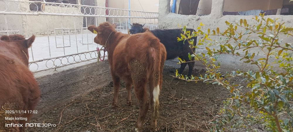 Ёш гуножинлар ва она бола сигир сотилади