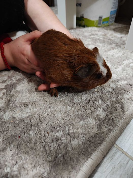 Продавам морски свинчета