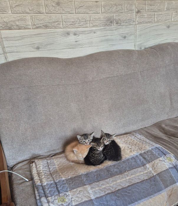 Отдам в хорошие руки домашних, умненьких и хорошеньких котят 1.5 месяц