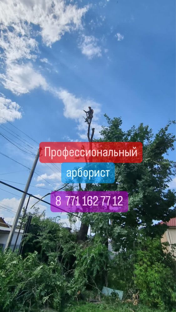Спил дерева,обрезка дерева.спилить дерево