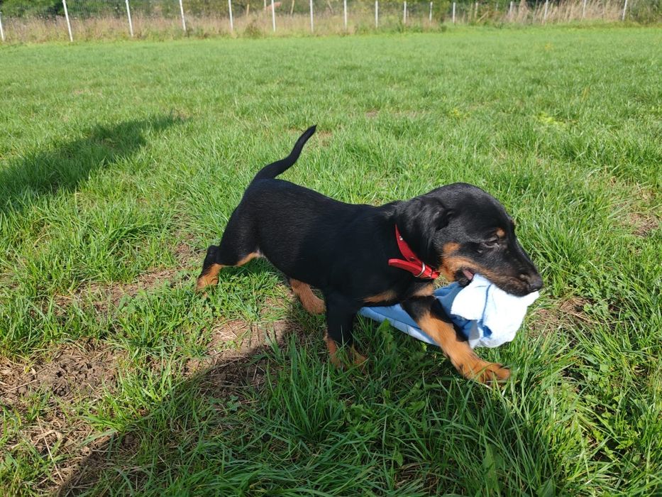 Disponibil spre o casa noua catel  4 luni jakd terrier