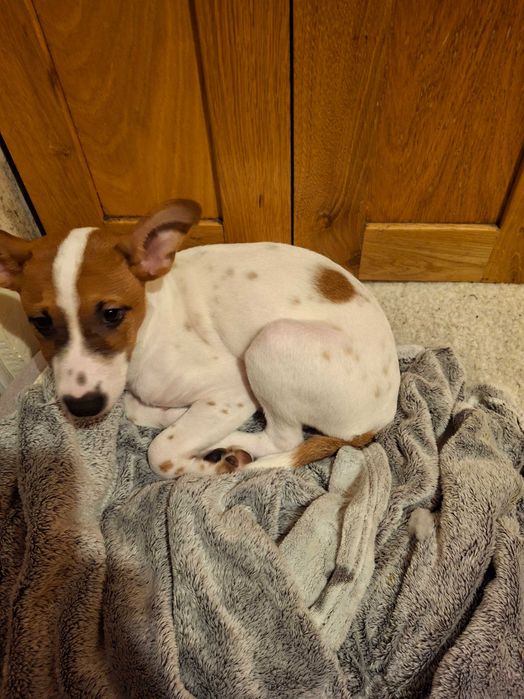 Подарявам кученце