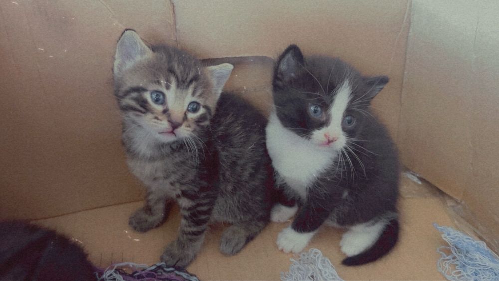 Подаряват се две прекрасни женски котенца- Анабел и Нала