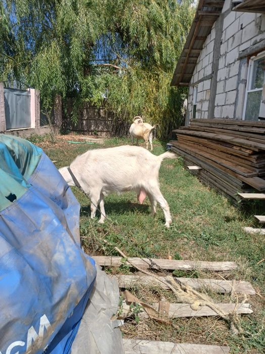 Vând 2 capre sannen cu o ieduta