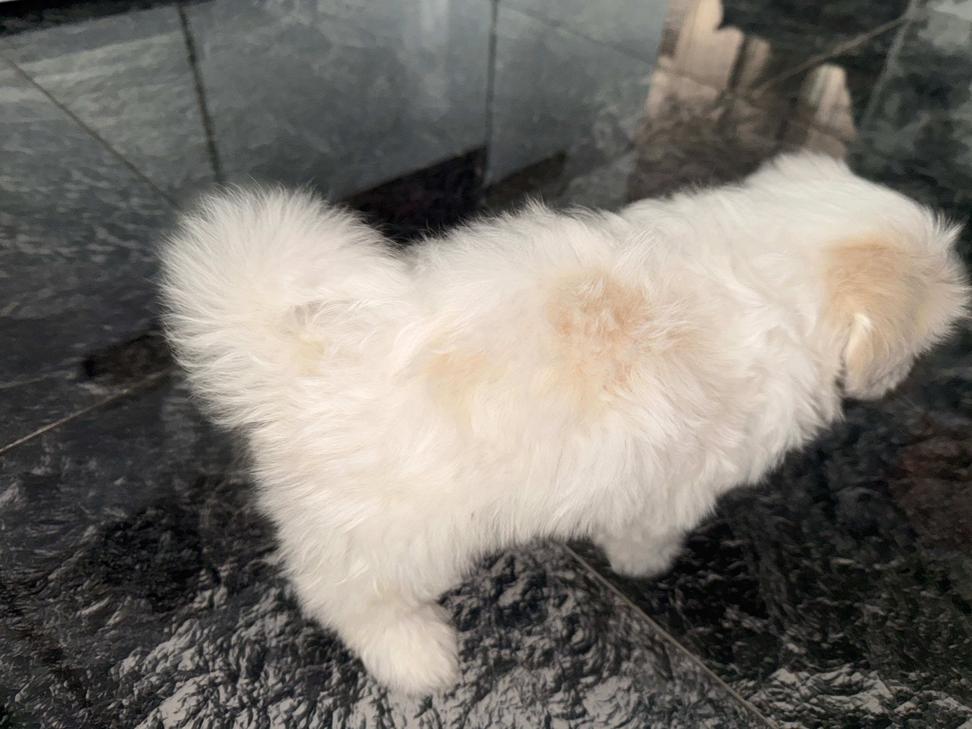 Pui Bichon Maltez mini toy