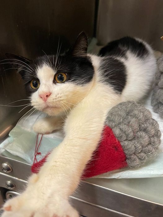 Коте домашен любимец