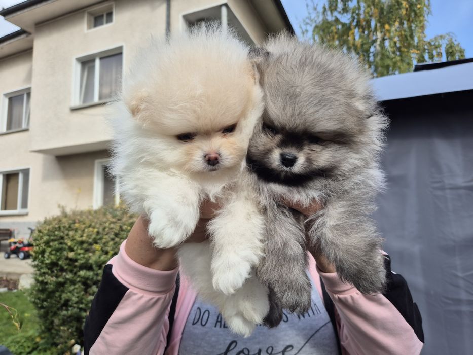 Женско бяло и сейбъл момче