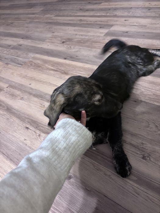 Fetita de talie mica cauta un adapost calduros