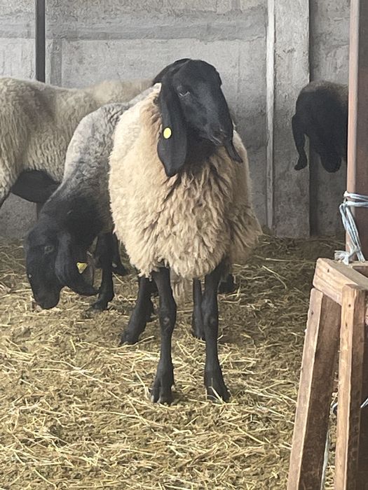 Berbecut sarbesc disponibil