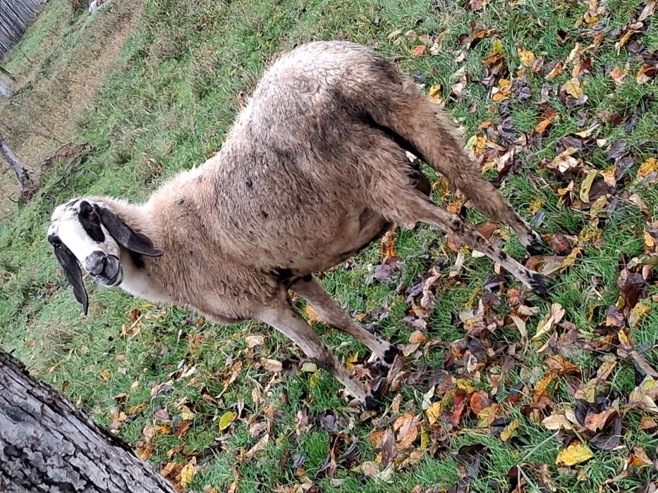 Vând oi Bergamasca și sârbești