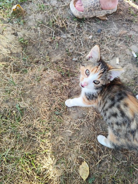 Pisici pentru adopție in județul Vâlcea