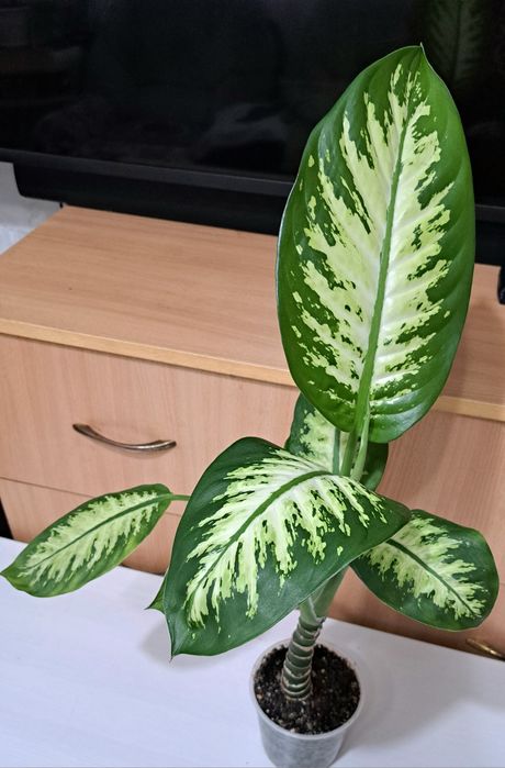 Продам диффенбахию