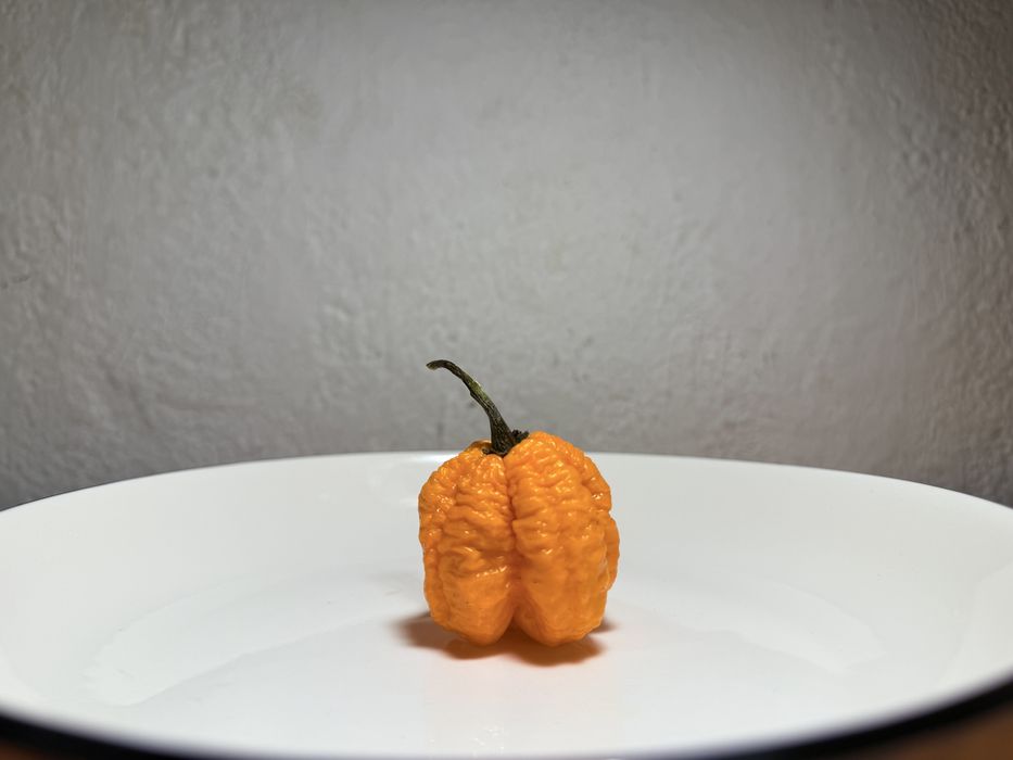 Предварителните поръчки за разсад от люти чушки вече са отворени.