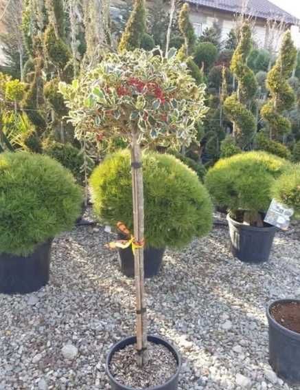 Livrare și plantare profesională pentru orice comandă