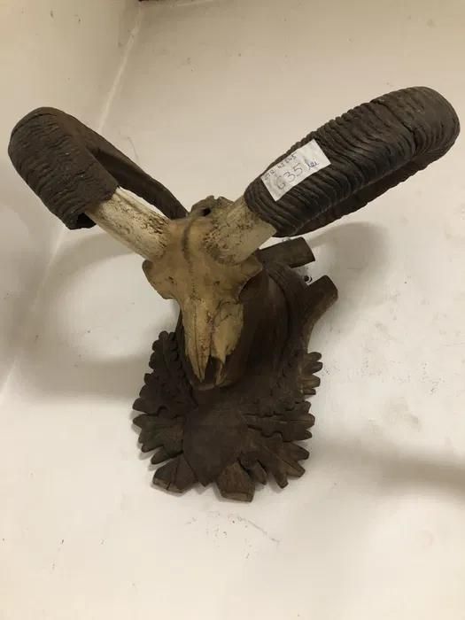 Trofeu coarne de muflon -A-