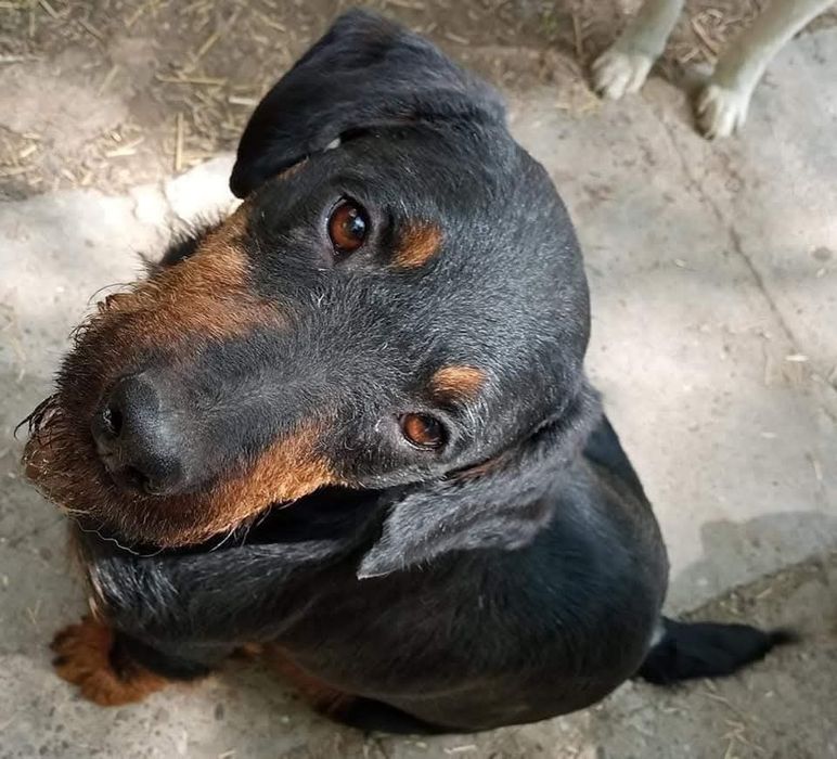 Câini pentru adoptie