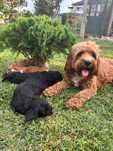 Кавапу & Cavapoo