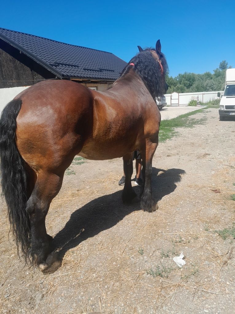 Cal de vanzare trage bună merge bine mai multe detalii la telefon