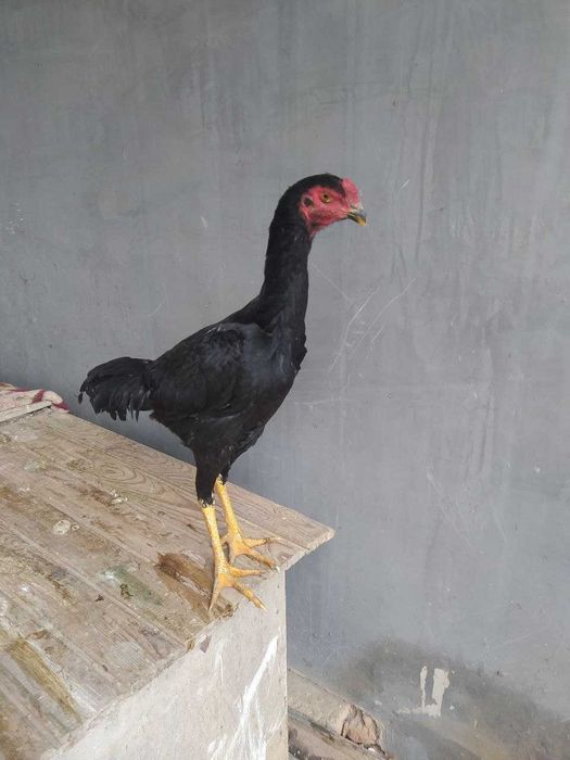 Дакан хурозлар товуклар сотилади