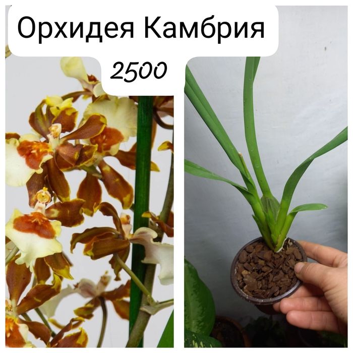 Продам алаказию,  агланему, орхидею