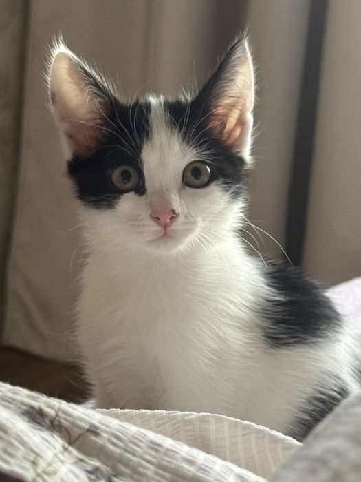 Котенок в добрые руки