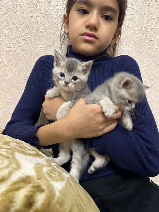 Британский скотиш страйт