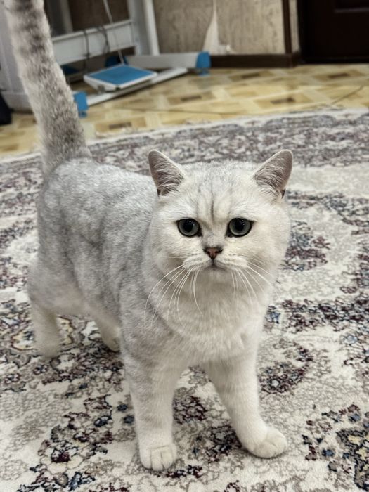 Вязка ! чистакровная Серебрестая Шиншилла  NS11 приглашаем кошек !