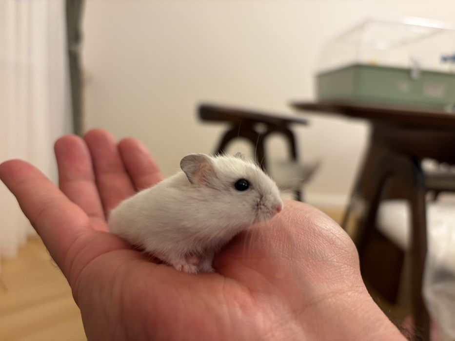 Donez hamsteri pitici siberian