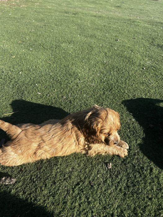 Продам Щенков Собачкк