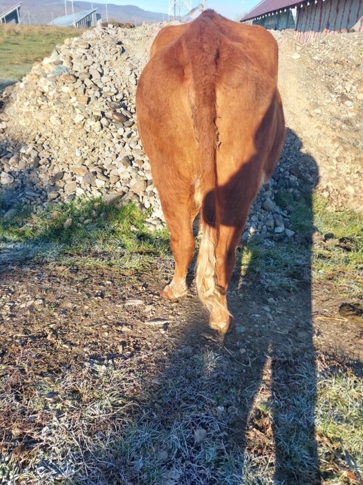 Vand 10 vaci si un taur