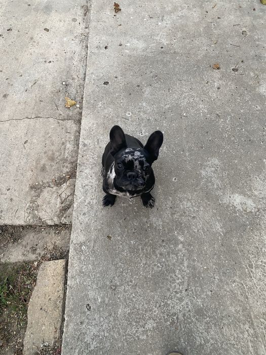 Catel buldog francez(negru merle)