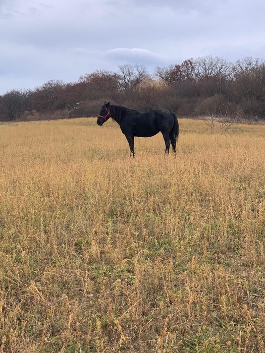 Iapa neagra frumoasa