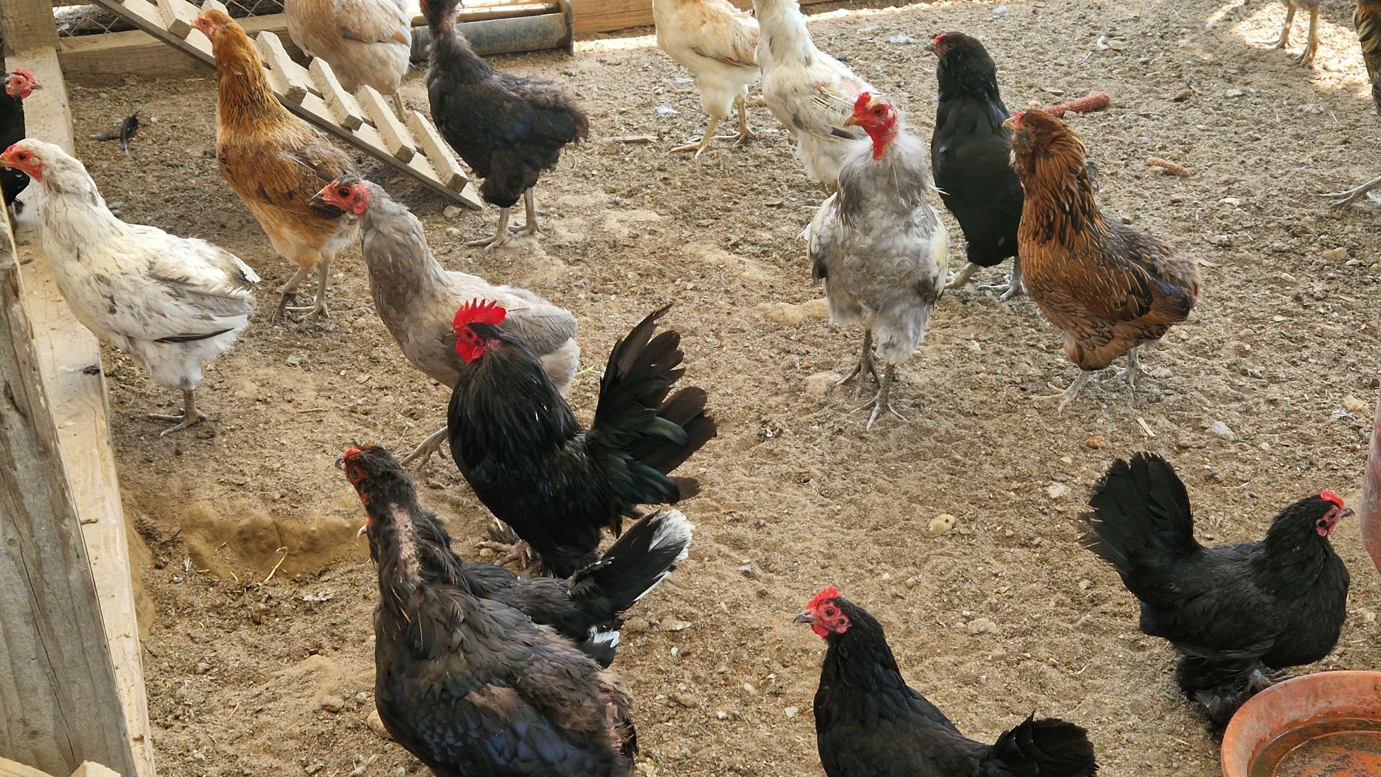 Vand familii gaini araucana și mii de flori
