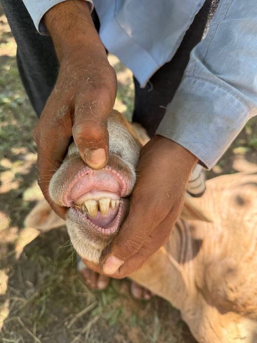 Тозза, Арашан , зотли ,(ЛИНЯ) бор Онаси ёнида"баландлиги (95+см)