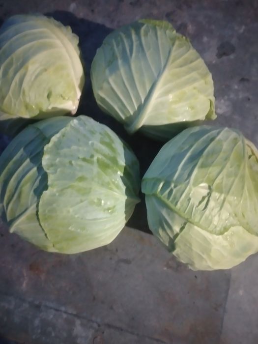 Varză de vânzare