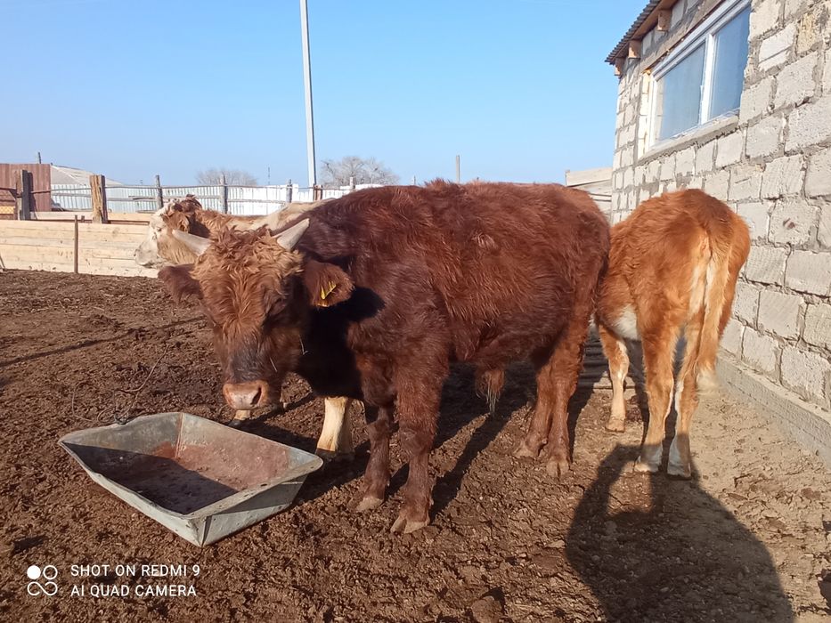 Букашык сатылады 310-мын