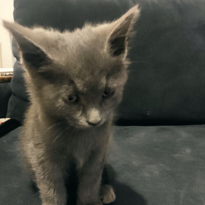 Котёнок британский